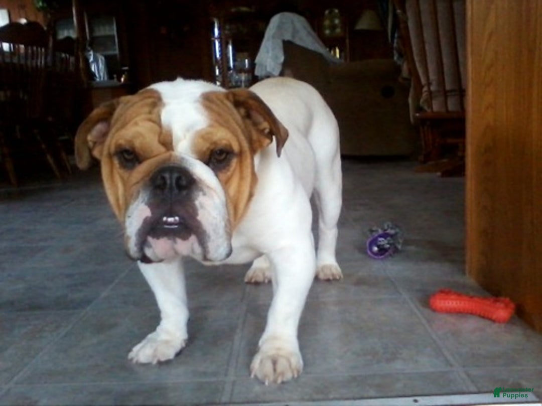 English Bulldog dogs for sale: Rival - Ad 15