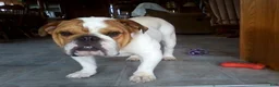 English Bulldog dogs for sale: Rover - Ad 15