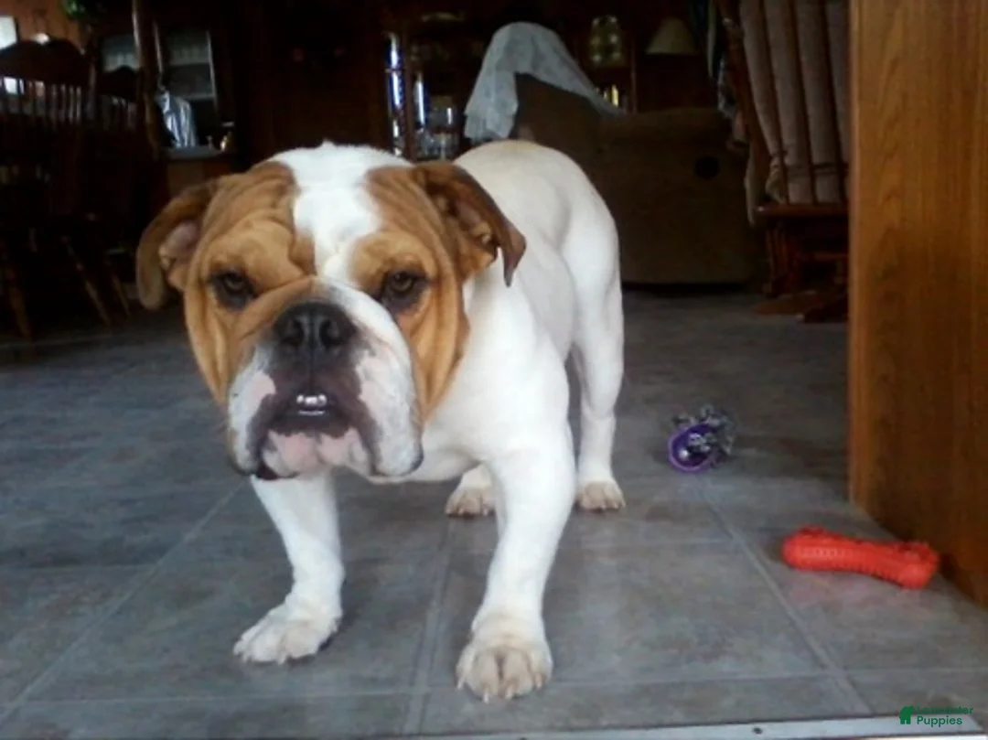 English Bulldog dogs for sale: Rover - Ad 15