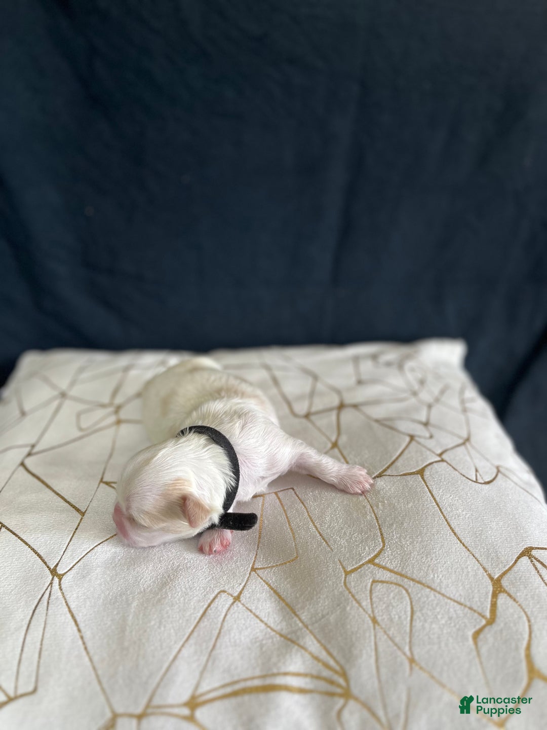 Shih Tzu dogs for sale: Maple - Ad 6