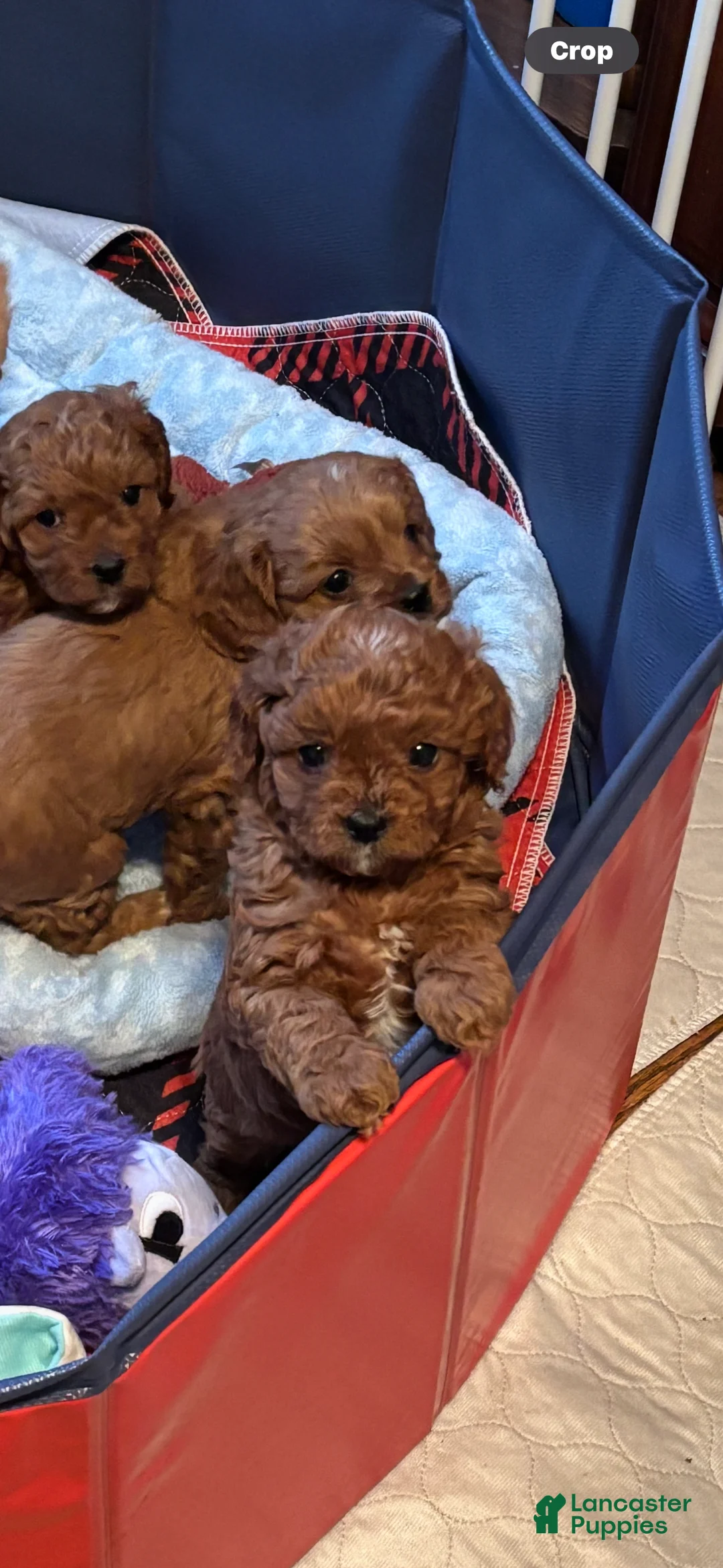 Gallery Image {{count}}