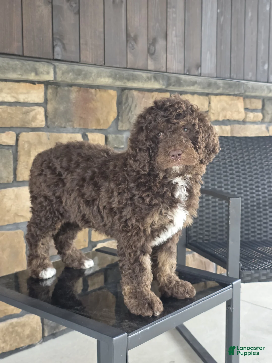 Newfypoo dogs for sale: Willow - Ad 3