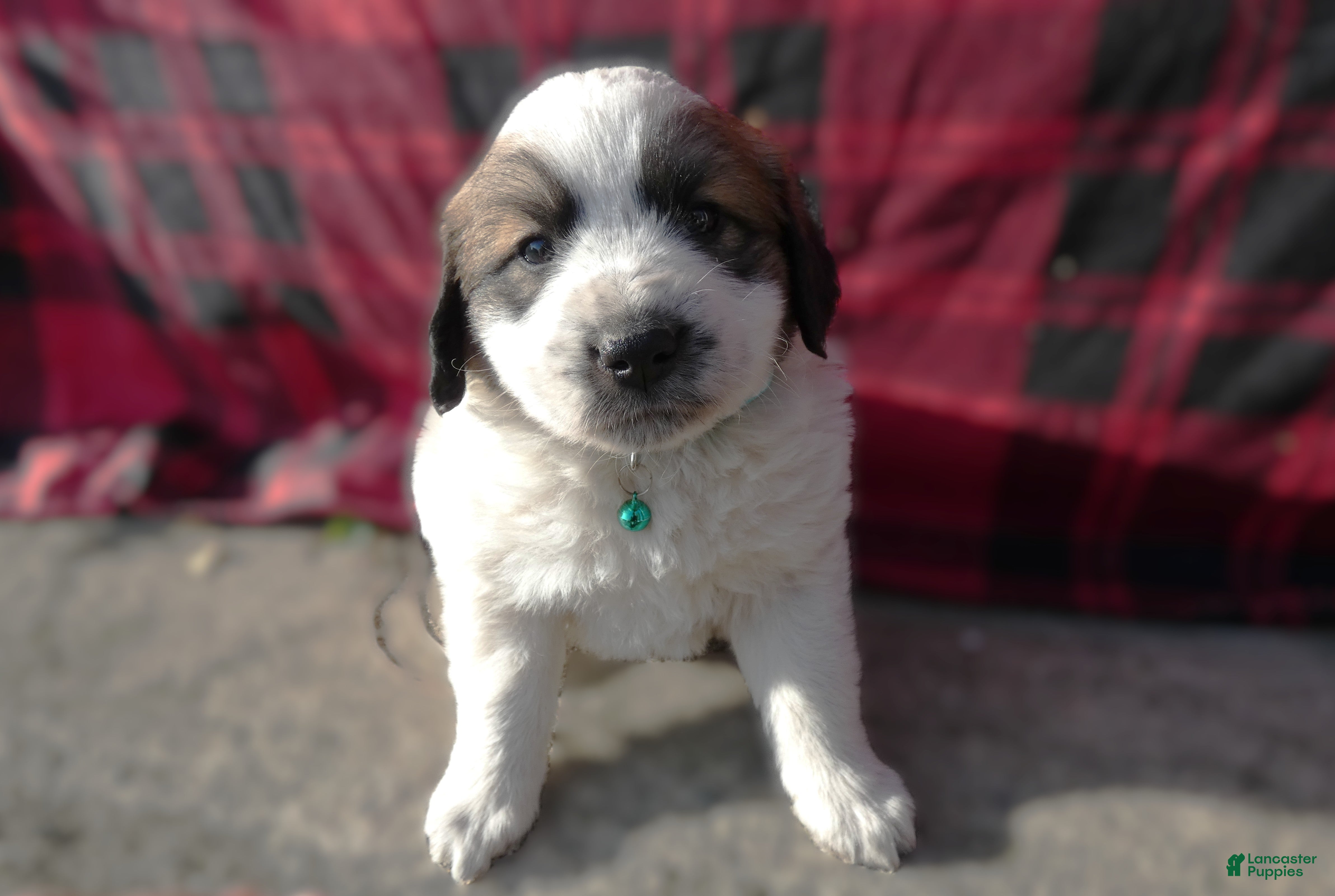 Great Pyrenees dogs Great Pyrenees Puppy 3 Oscar - Ad 4