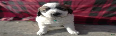 Great Pyrenees Puppy 3 Oscar