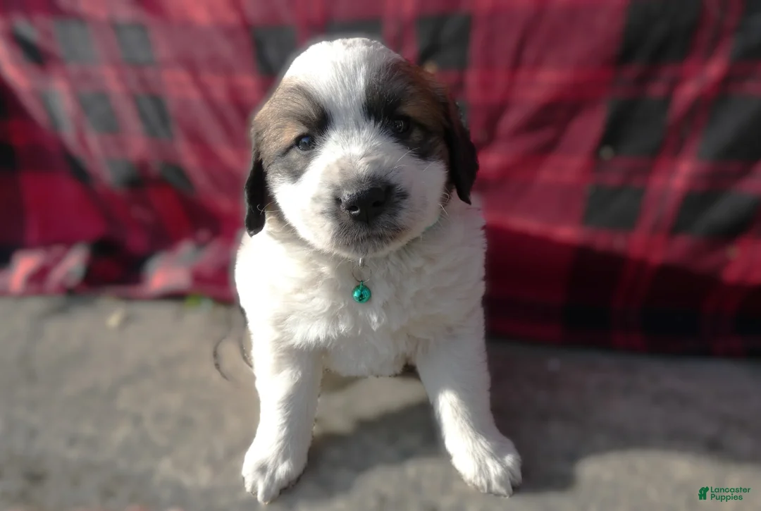 Great Pyrenees dogs for sale: Great Pyrenees Puppy 3 Oscar - Ad 1