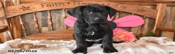 Great Dane dogs for sale: Gloria - Ad 5