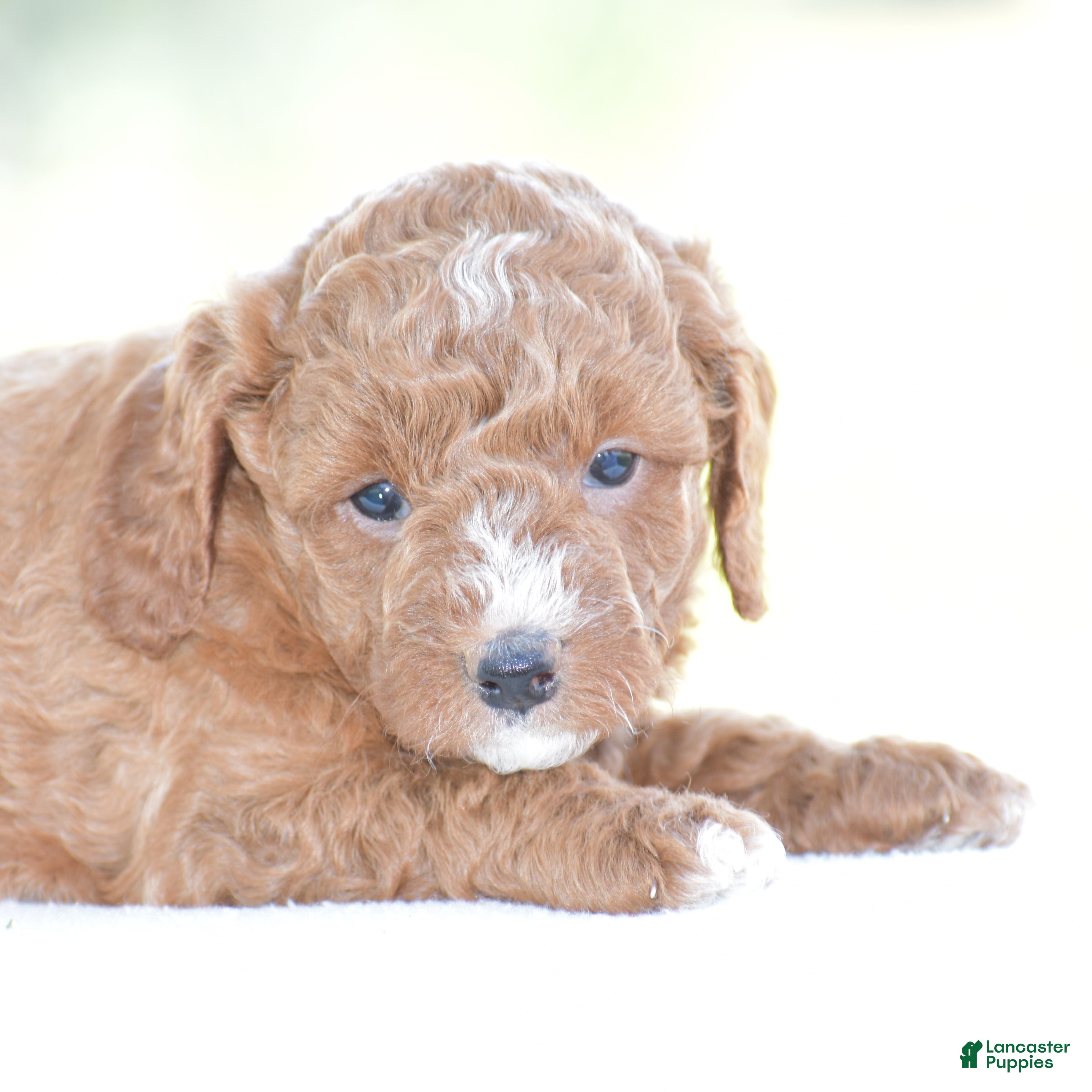 Miniature Poodle dogs Ridge - Ad 2