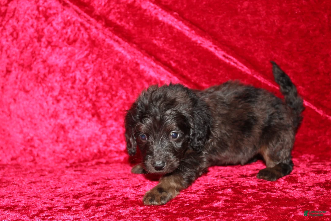 Doxiepoo dogs for sale: Doxiepoo Dory - Ad 1