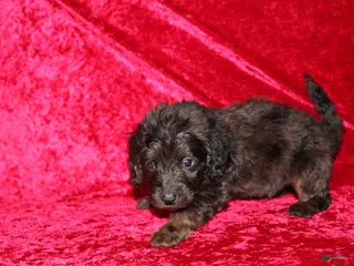 Doxiepoo dogs Doxiepoo Dory - Ad 8