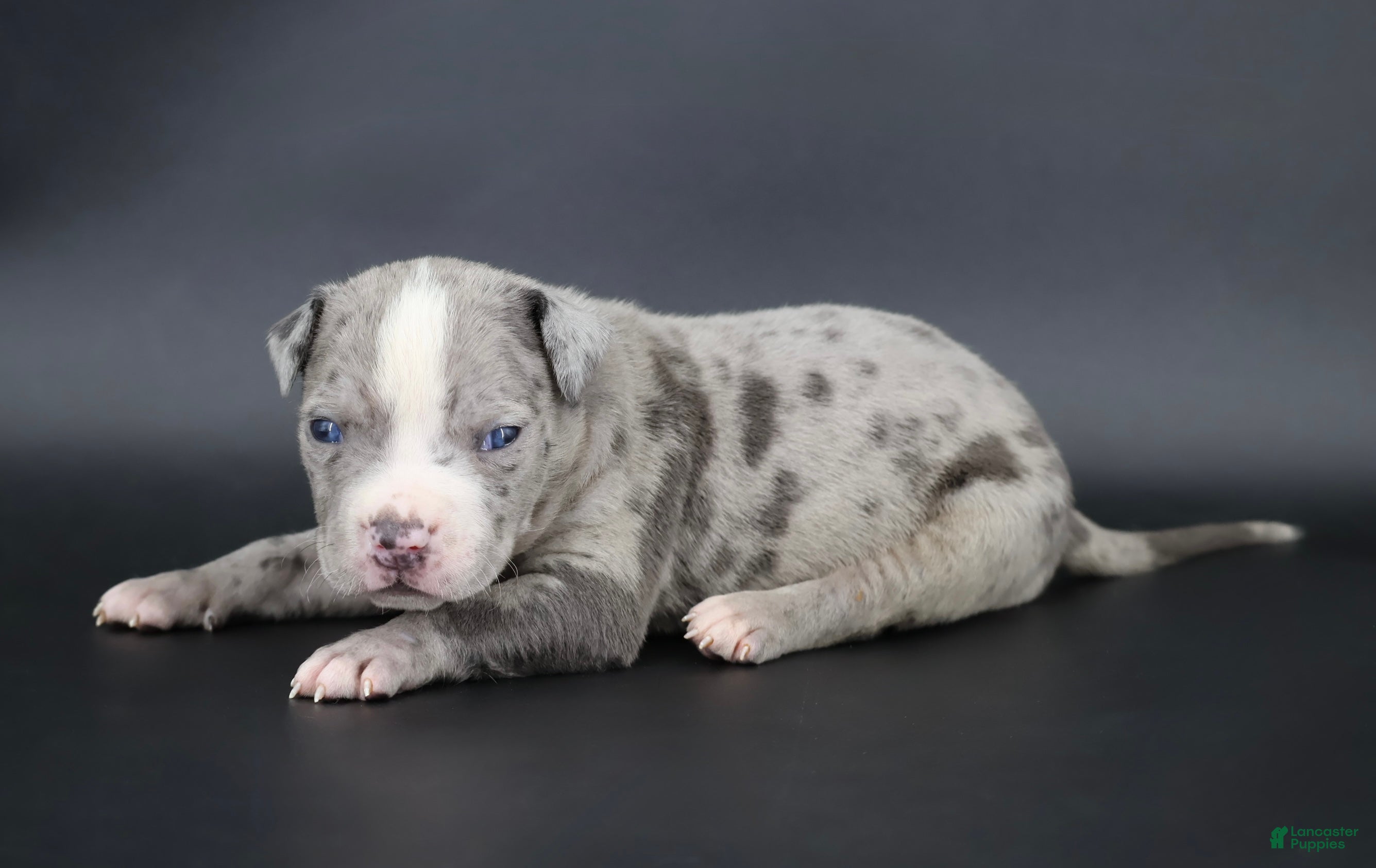 American Bully dogs Heath - Ad 1