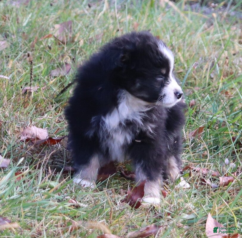 Miniature Australian Shepherd dogs Black Tri Female - Ad 2