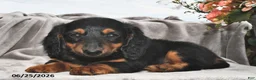 Miniature Dachshund dogs for sale: Frankie - Ad 3