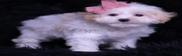 Maltipoo dogs for sale: Missy - Ad 3