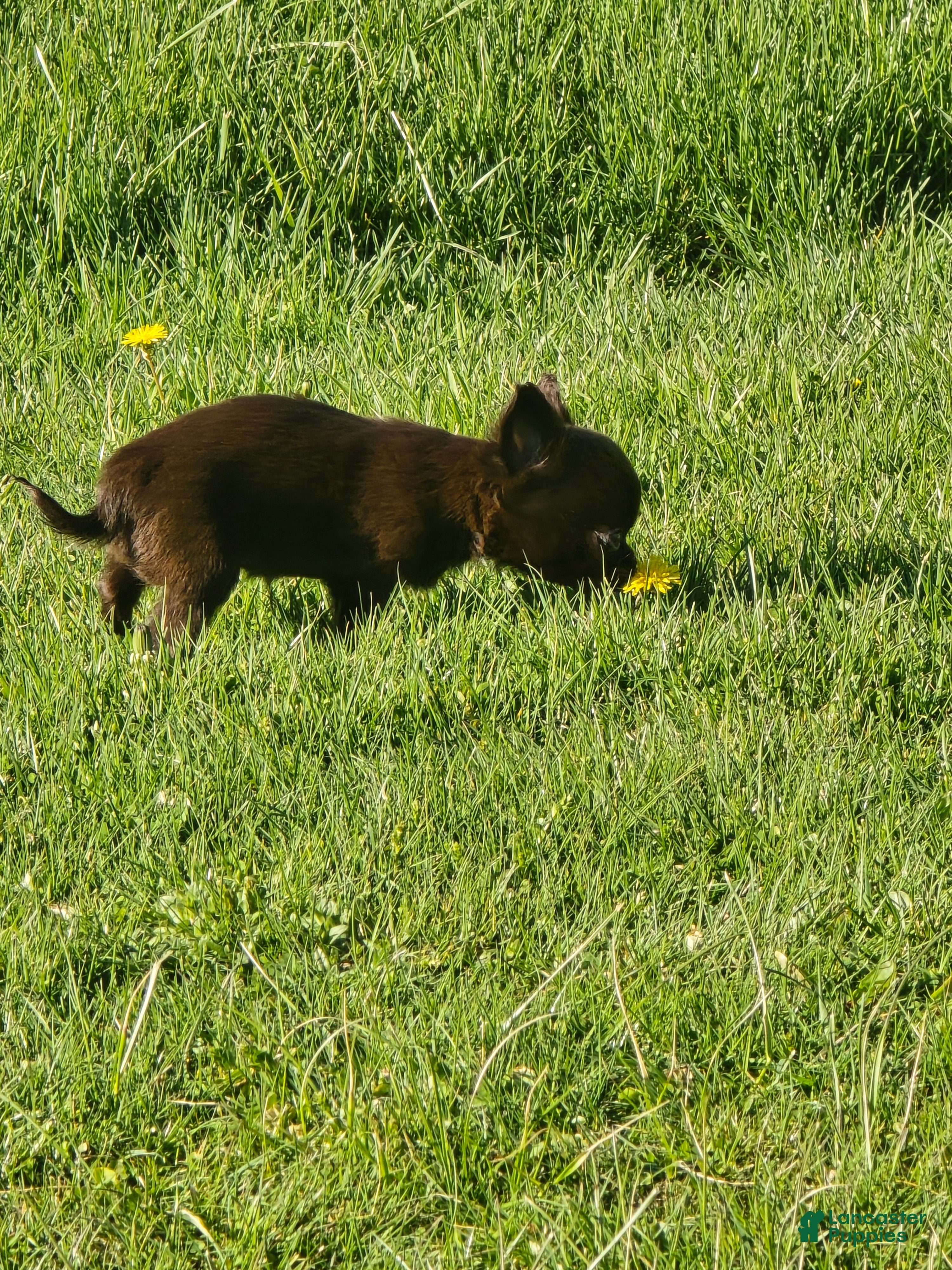 Chihuahua dogs jimmy - Ad 24