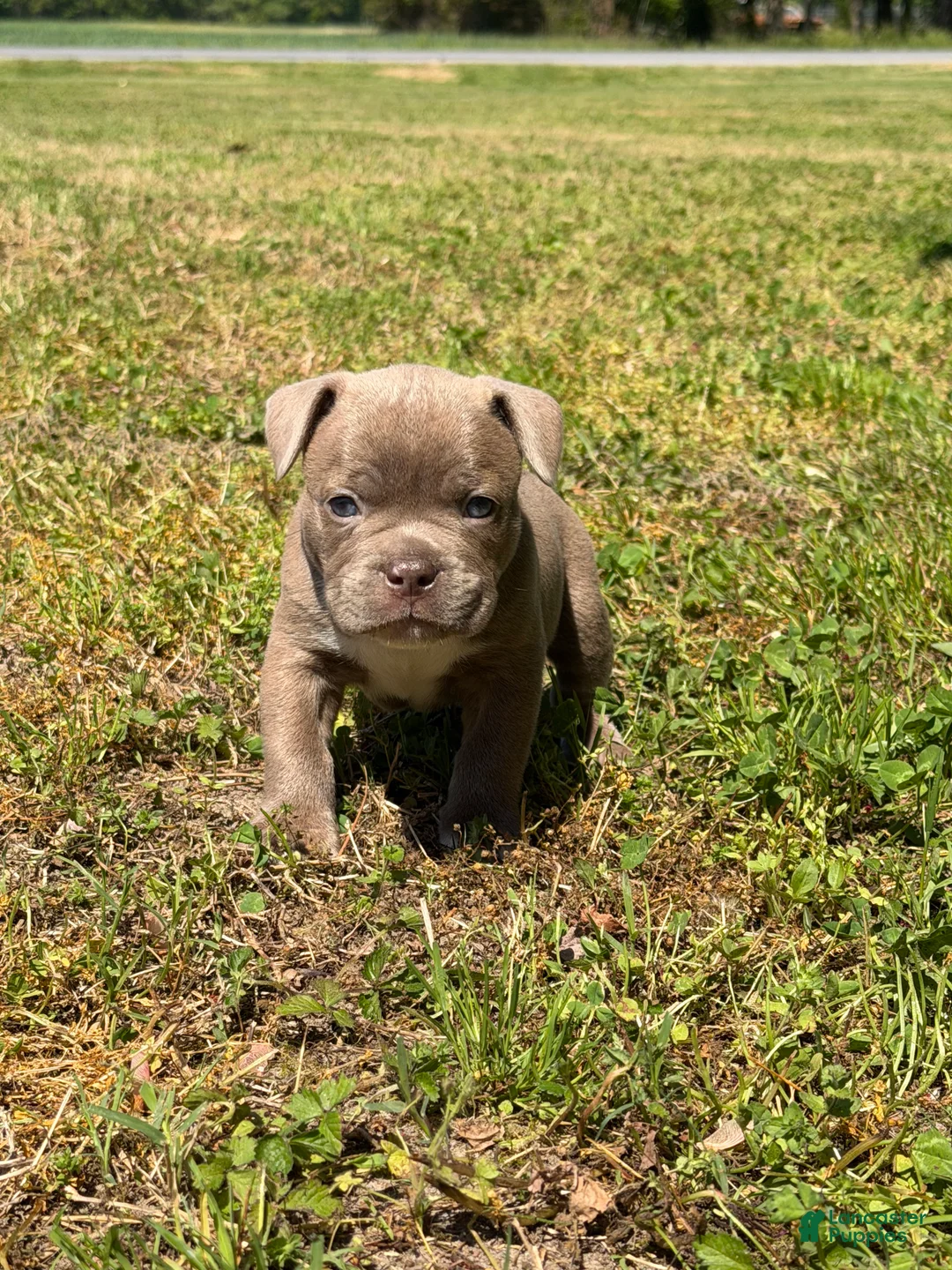 Mixed Breed dogs for sale: Bruno  - Ad 1
