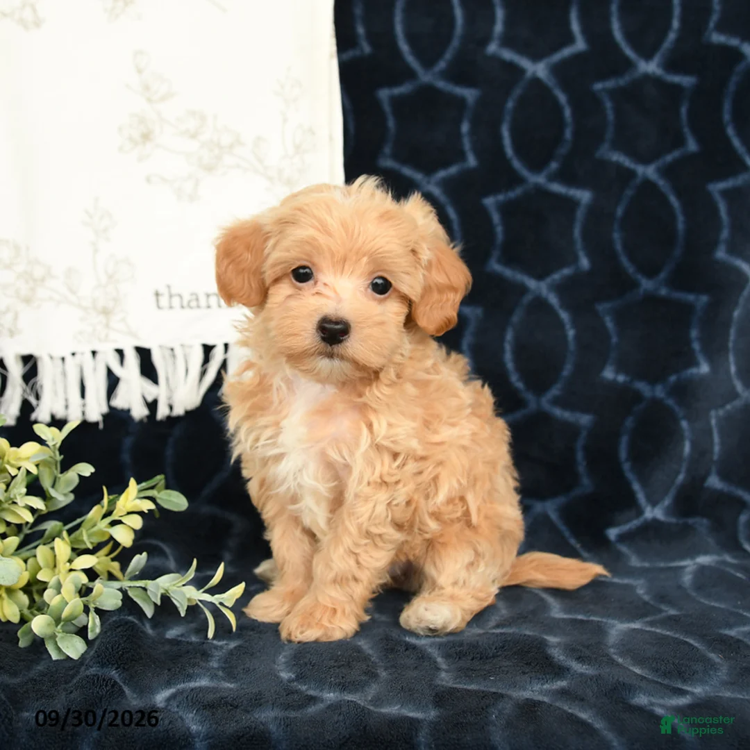 Maltipoo dogs for sale: Adren - Ad 1