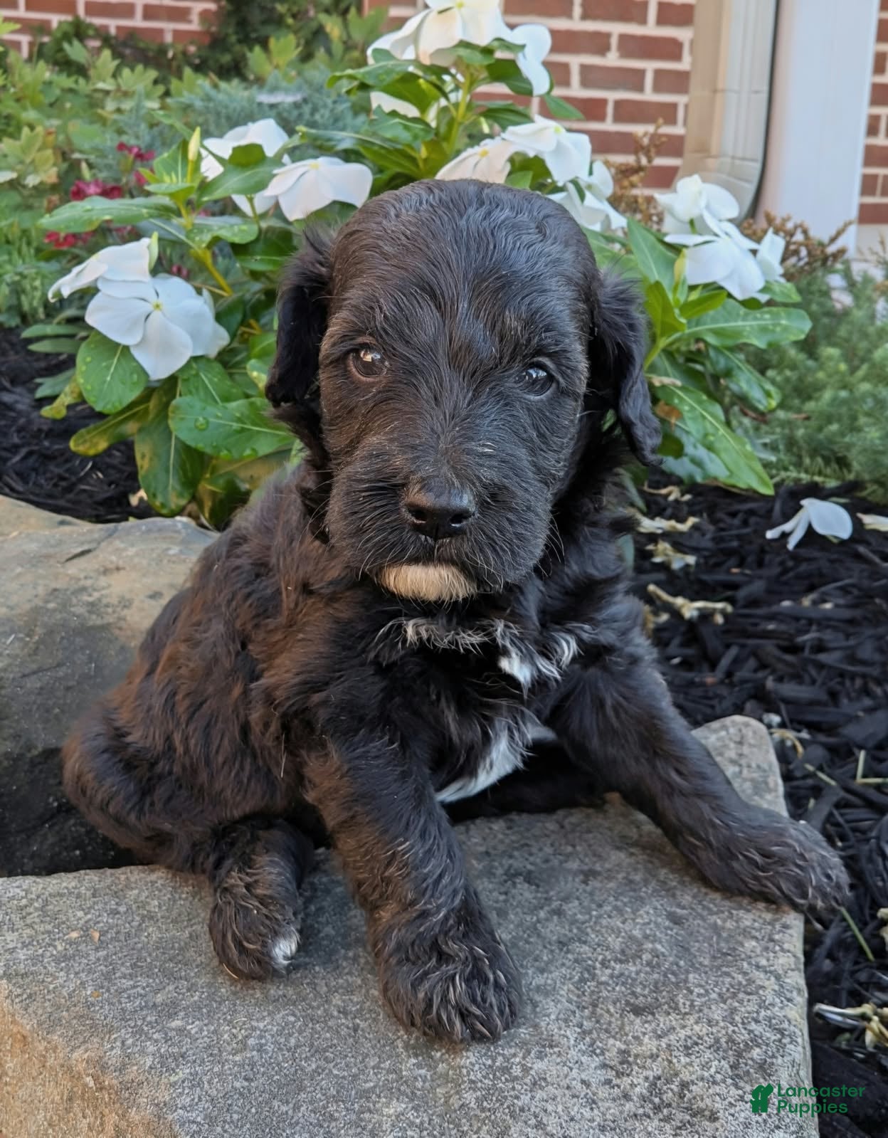 Mini Goldendoodle dogs Pepper F1B - Ad 1