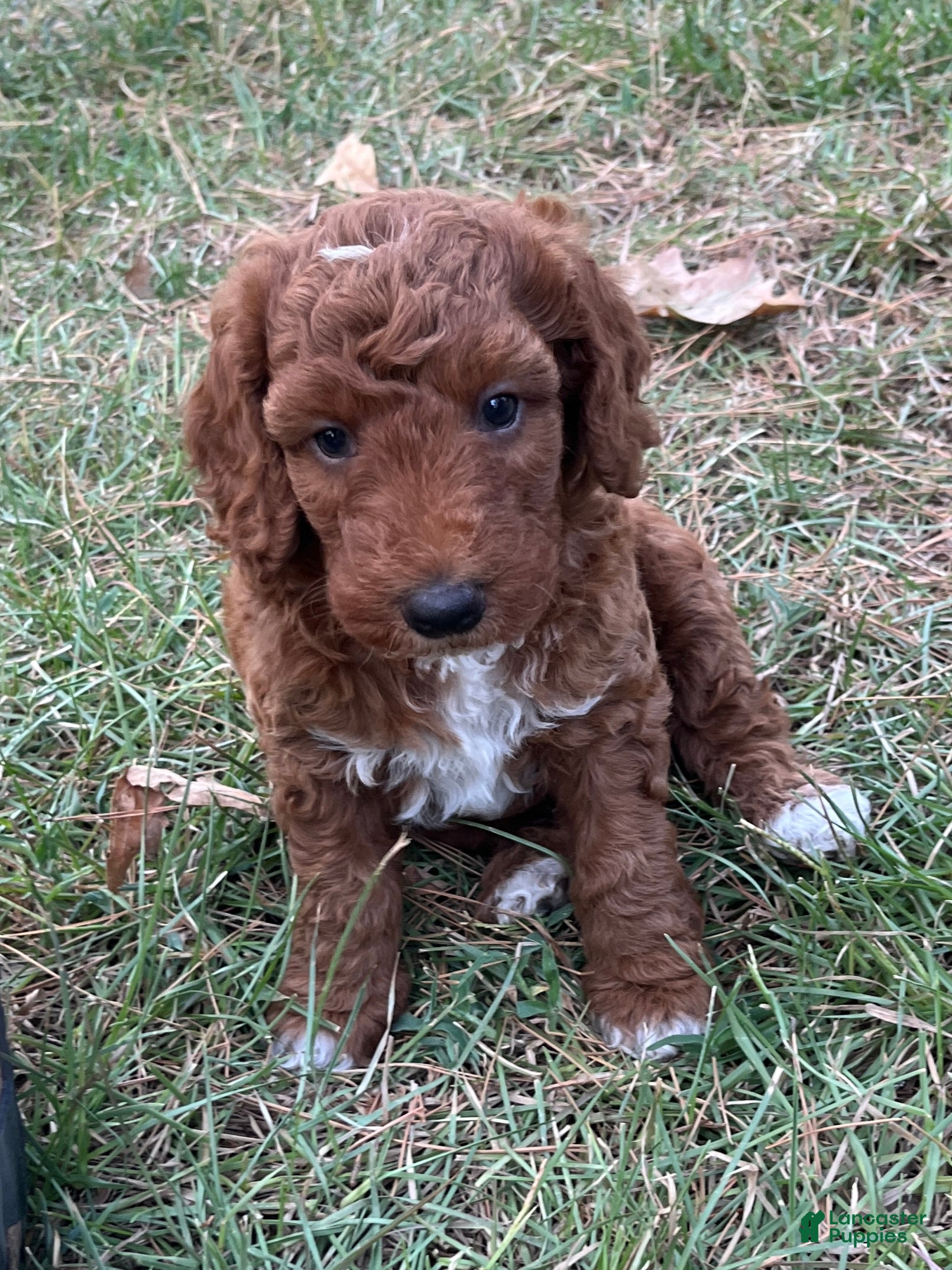 Goldendoodle dogs Winston Medium-sized F1BB - Ad 2