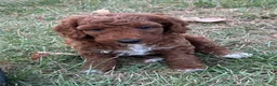Goldendoodle dogs for sale: Winston Medium-sized F1BB - Ad 3