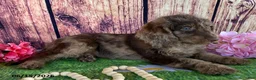 Miniature Labradoodle dogs for sale: Sadie - Ad 6