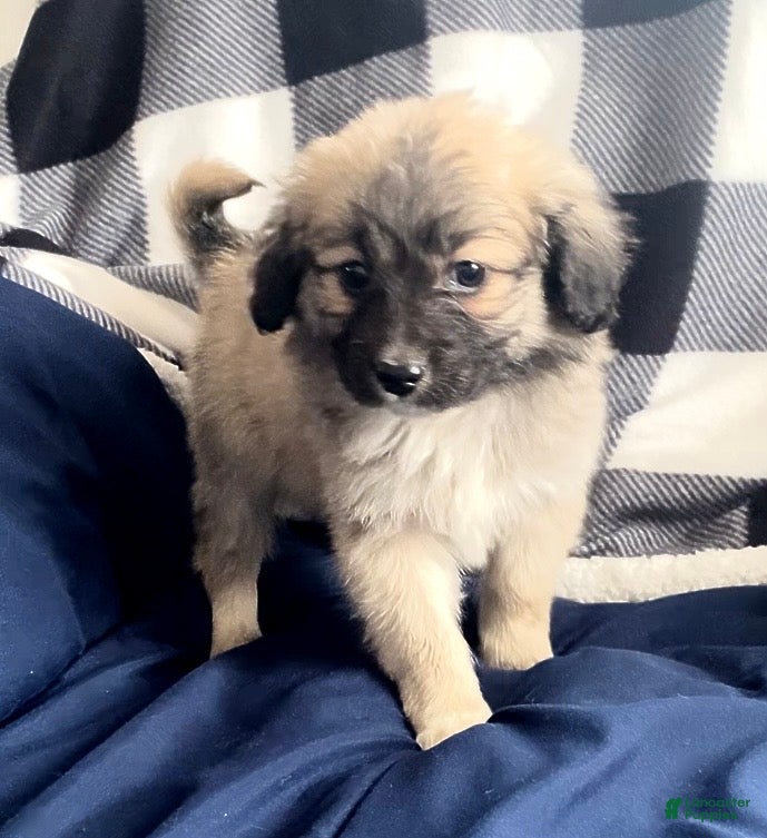 Mini Aussiedoodle dogs Cooper - Ad 18