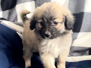 Mini Aussiedoodle dogs Cooper - Ad 14