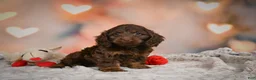 Cockapoo dogs for sale: Sandy - Ad 6