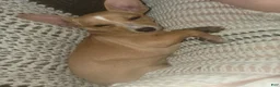 Chihuahua dogs for sale: Miriam - Ad 14