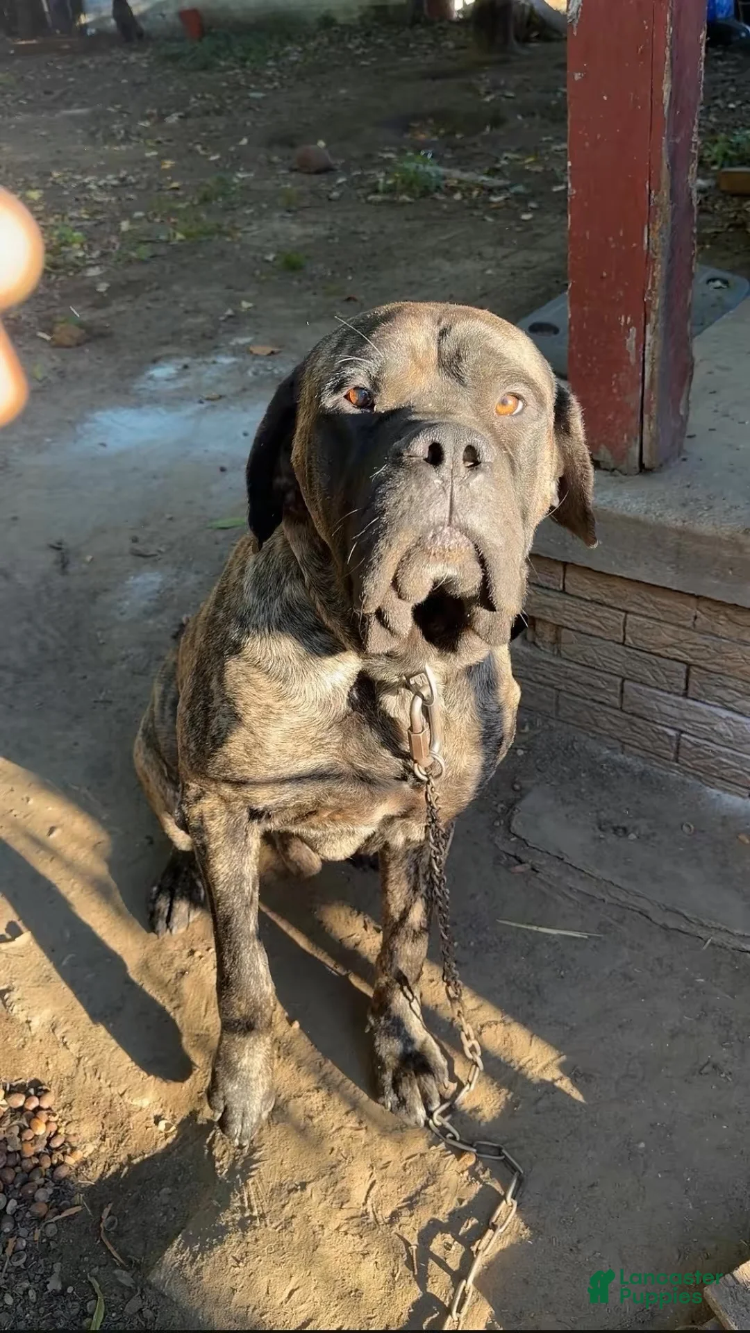 Mixed Breed dogs for sale: Puppy 2 - Ad 5