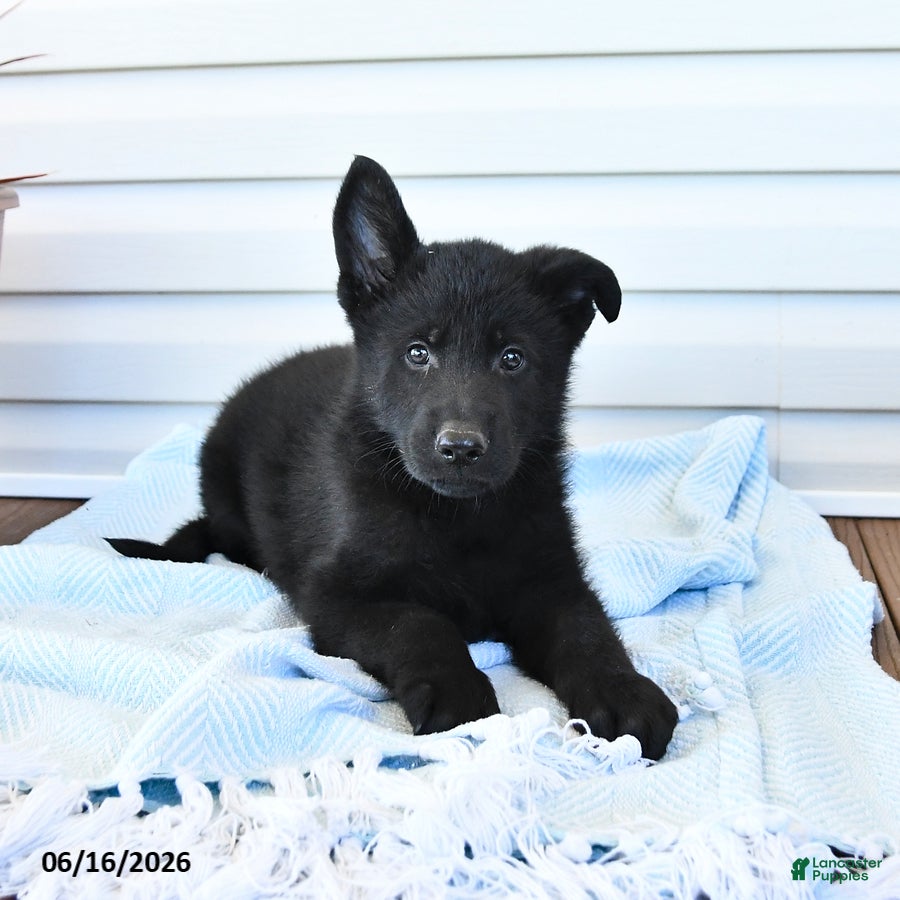 German Shepherd dogs Caspian - Ad 1