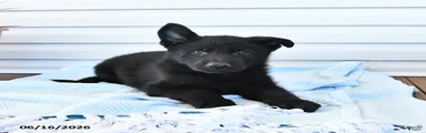 Caspian