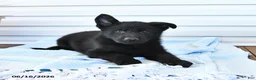 German Shepherd dogs for sale: Caspian - Ad 1