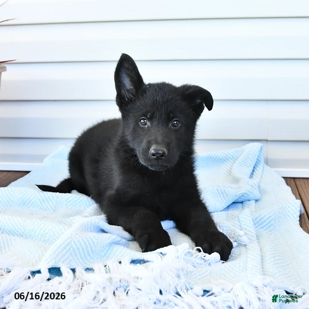 German Shepherd dogs for sale: Caspian - Ad 1