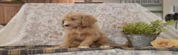 Goldendoodle dogs for sale: Shelby - Ad 4