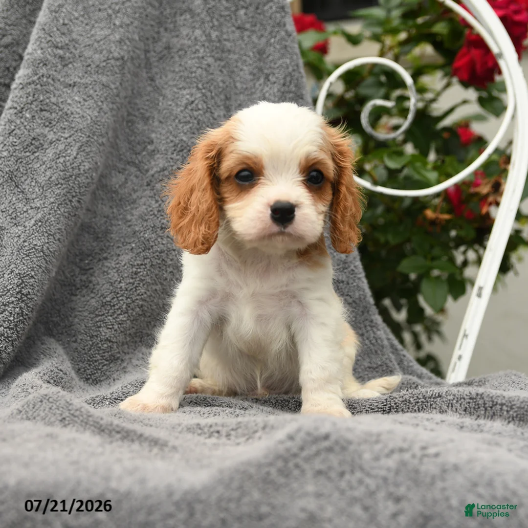 Cavalier King Charles Spaniel dogs for sale: Sebastian - Ad 5