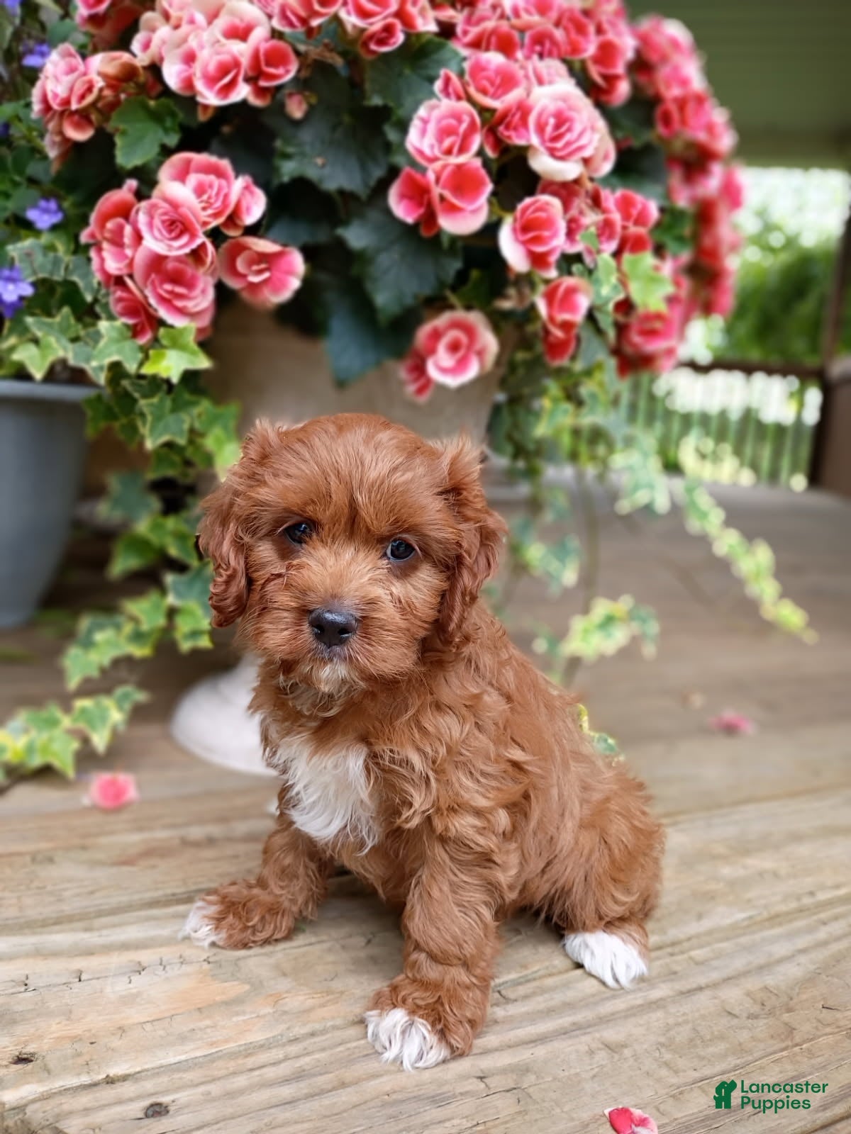 Cavapoo dogs Dolly - Ad 1