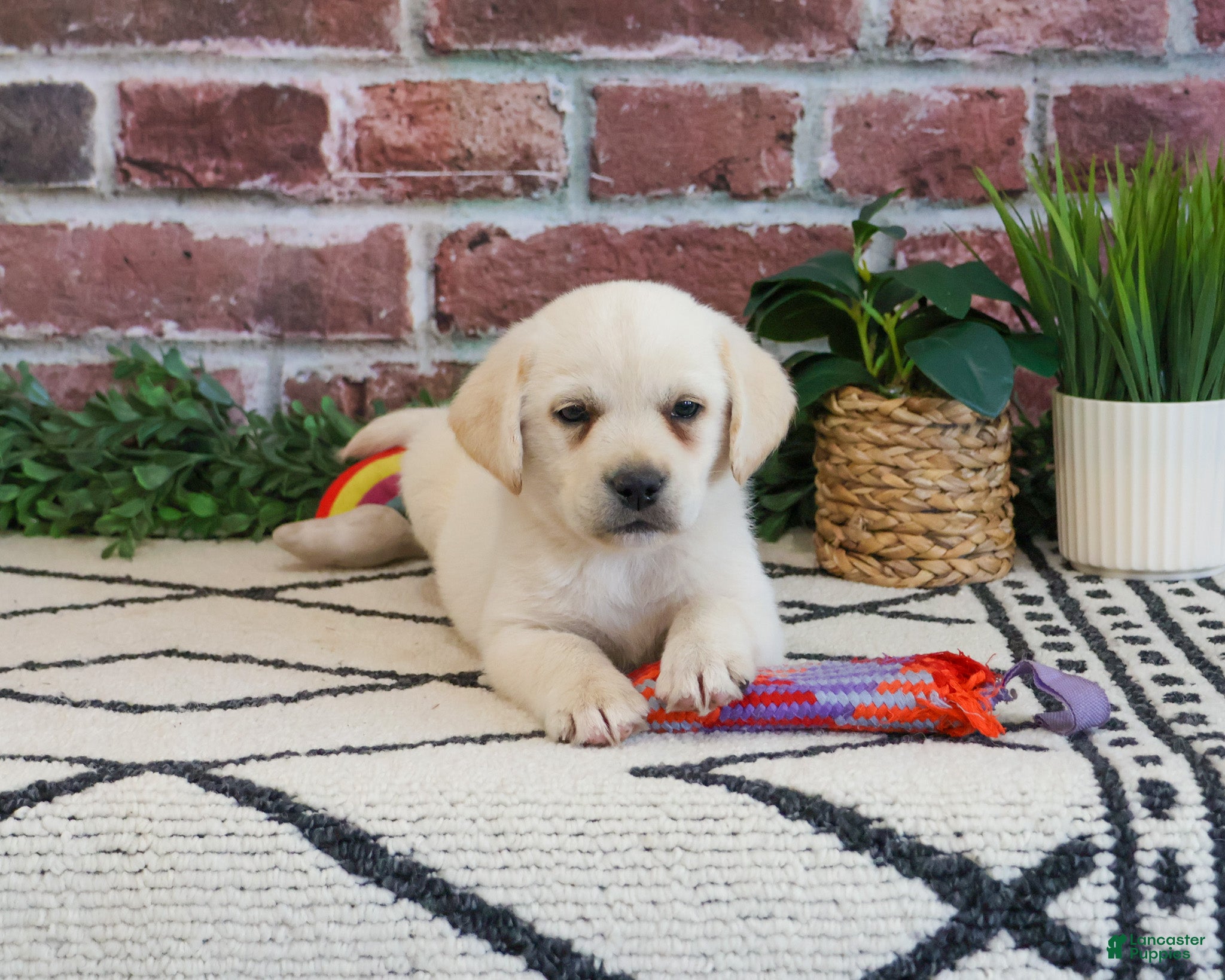 Labrador Retriever dogs Whitney  - Ad 28
