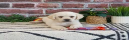 Labrador Retriever dogs for sale: Whitney  - Ad 1