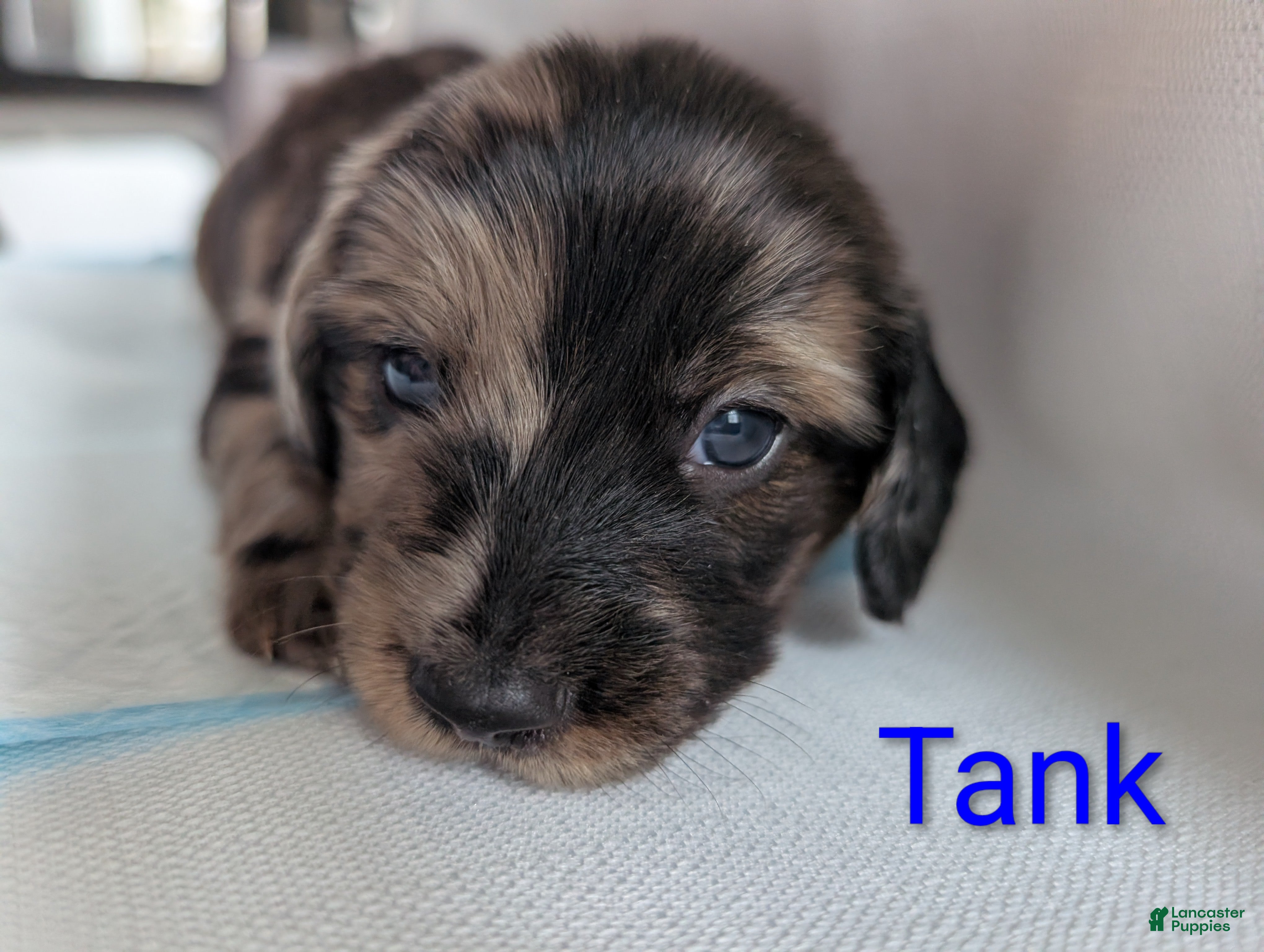 Miniature Dachshund dogs Tank - Ad 1