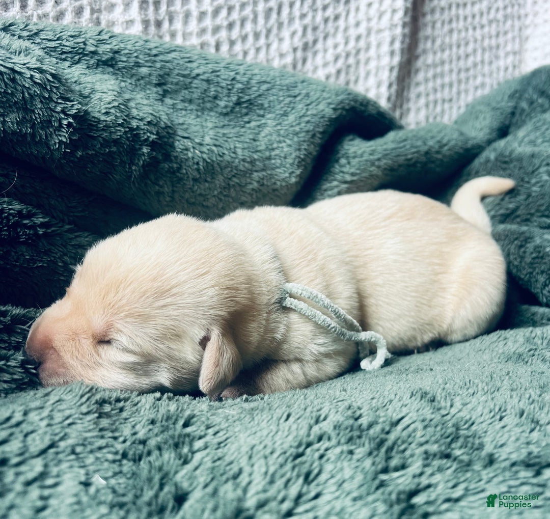 Labrador Retriever dogs for sale: Frappe - Ad 2