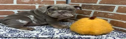 English Bulldog dogs for sale: Emmitt - Ad 1