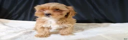Shihpoo dogs for sale: Shihpoo Puppy 2 - Ad 13