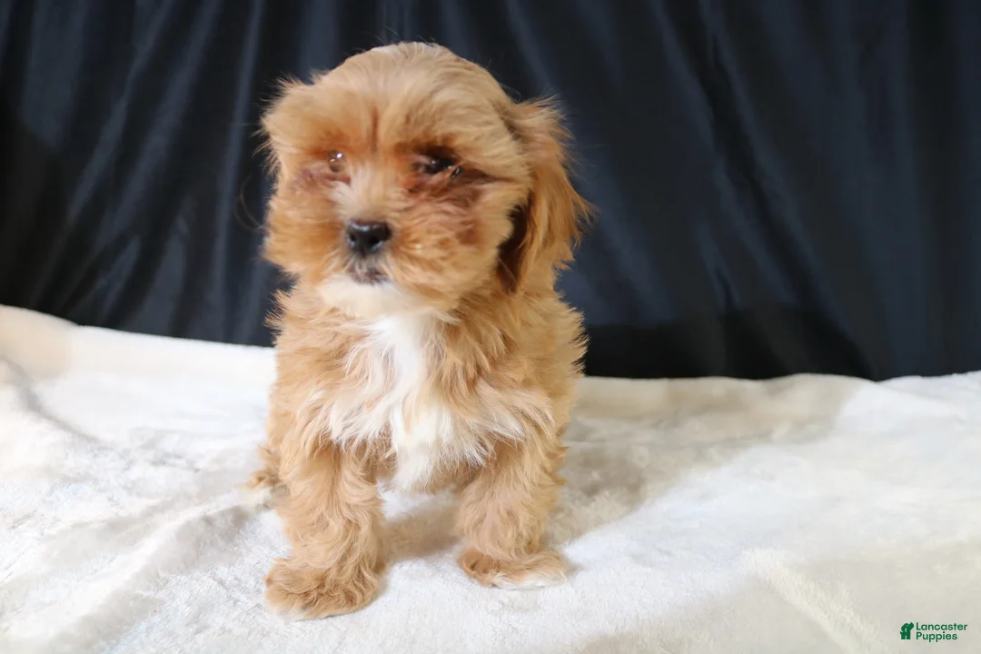 Shihpoo dogs for sale: Shihpoo Puppy 2 - Ad 13