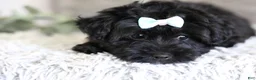 Yorkiepoo dogs for sale: Pixie - Ad 16
