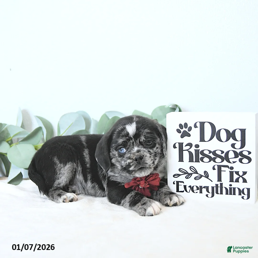 Puggle dogs for sale: Gemma - Ad 2