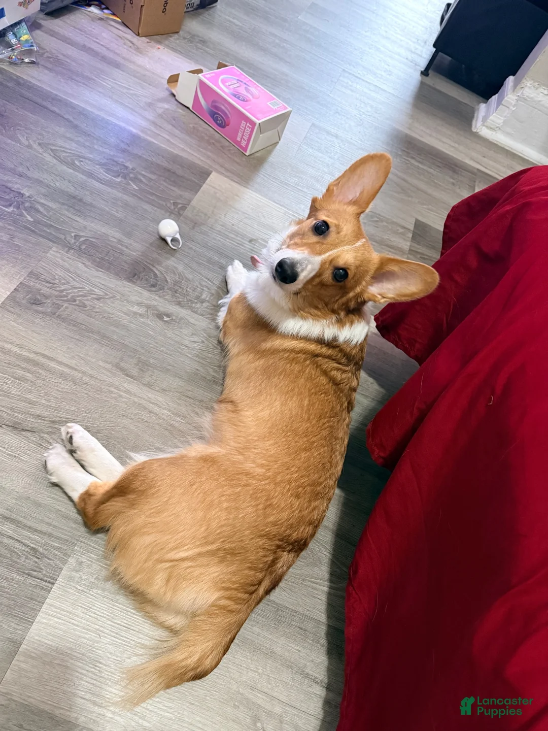 American Corgi dogs for sale: American Corgi 1 - Ad 2