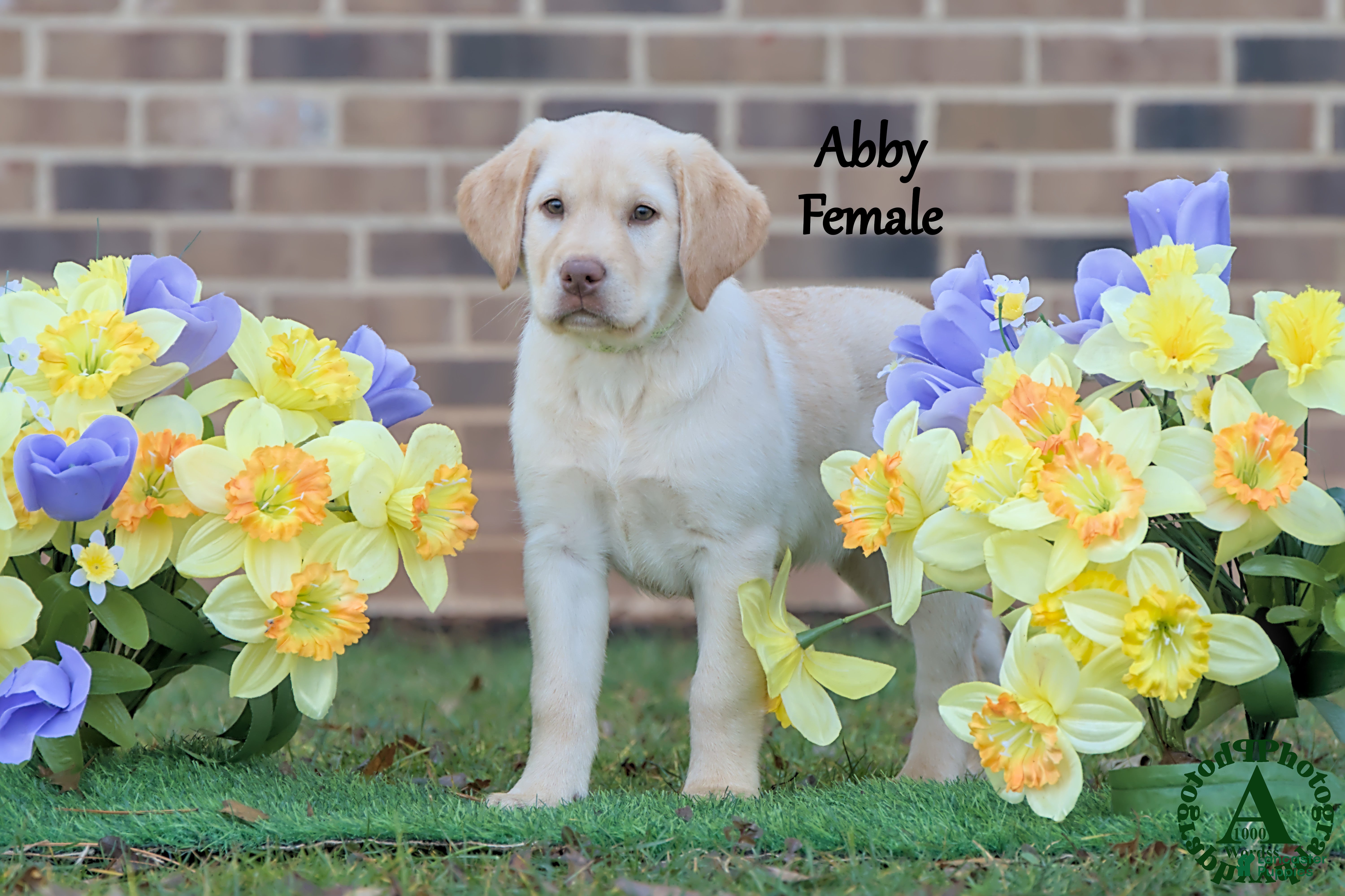 Labrador Retriever dogs Abby - Ad 1