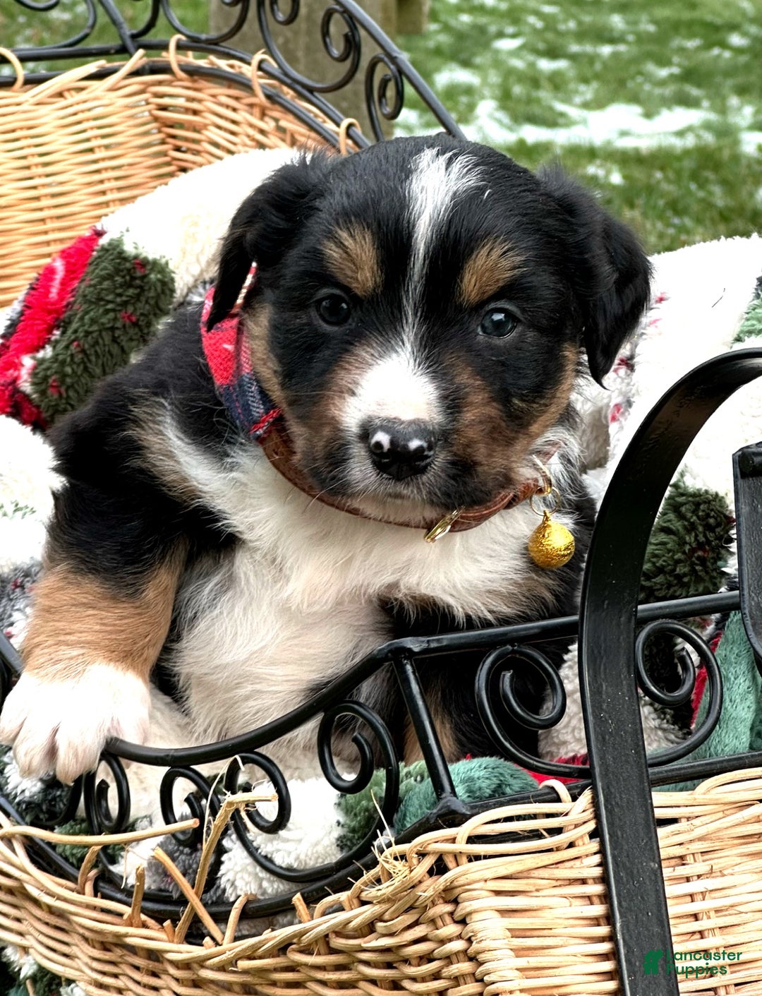 Miniature Australian Shepherd dogs for sale: Snowflake  - Ad 3