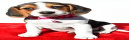 Beagle dogs for sale: Mandi - Ad 7