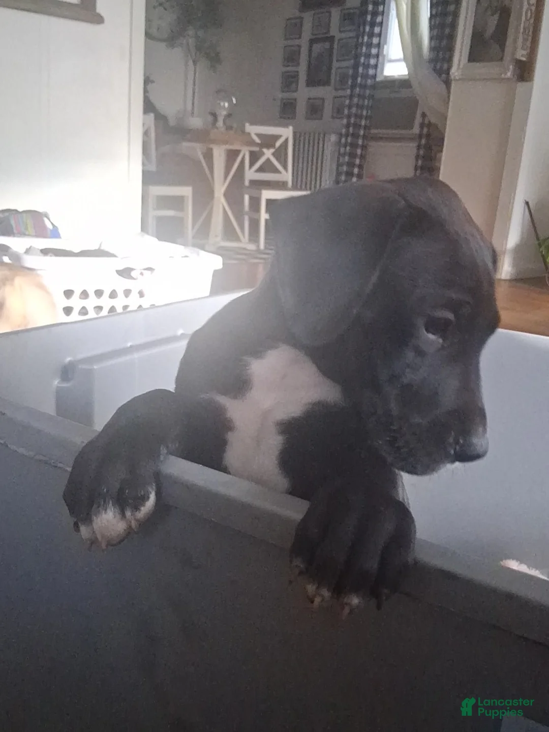 Great Dane dogs for sale: Great Dane Puppy 1 - Ad 2